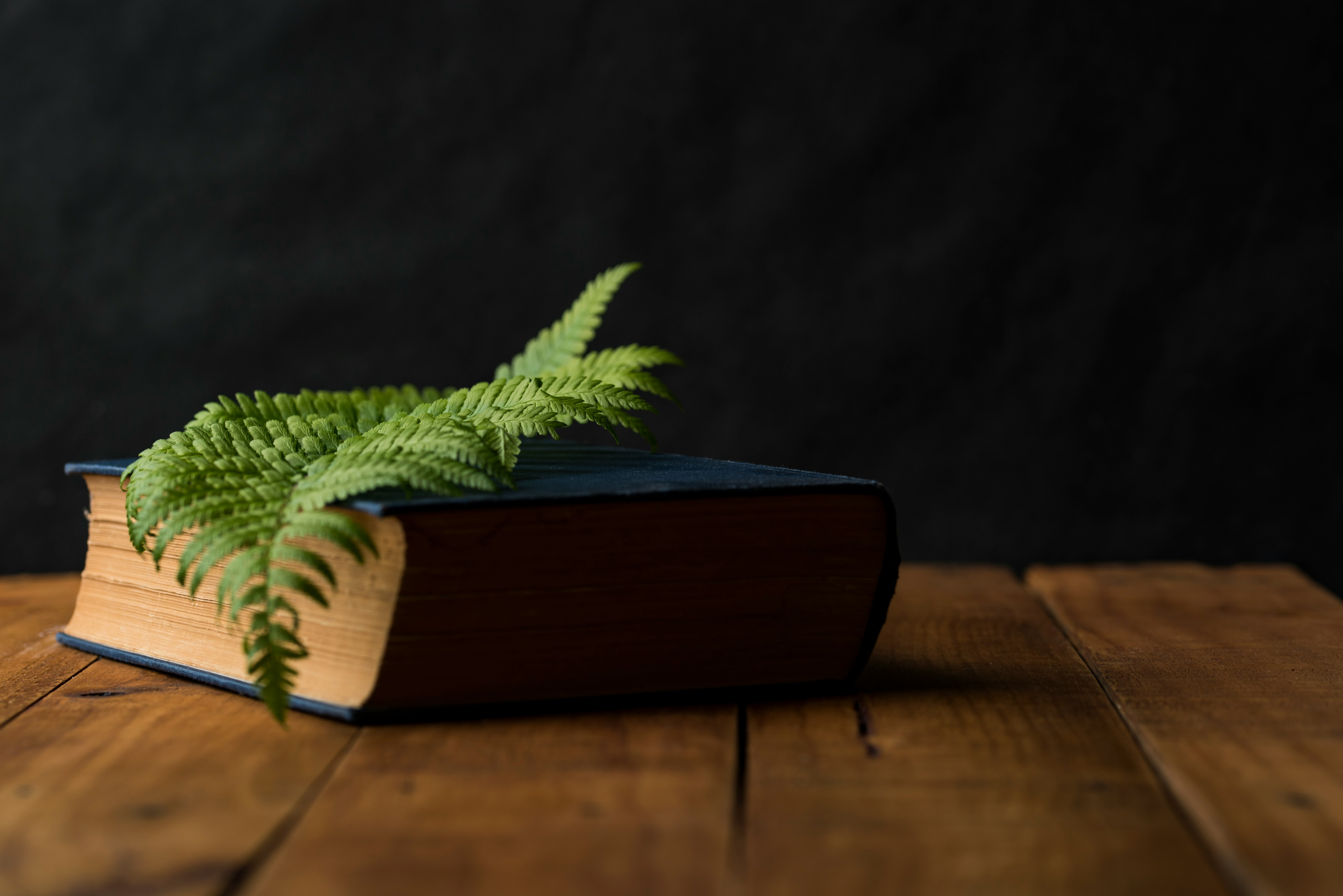 green leaf on top of blue hardbound book